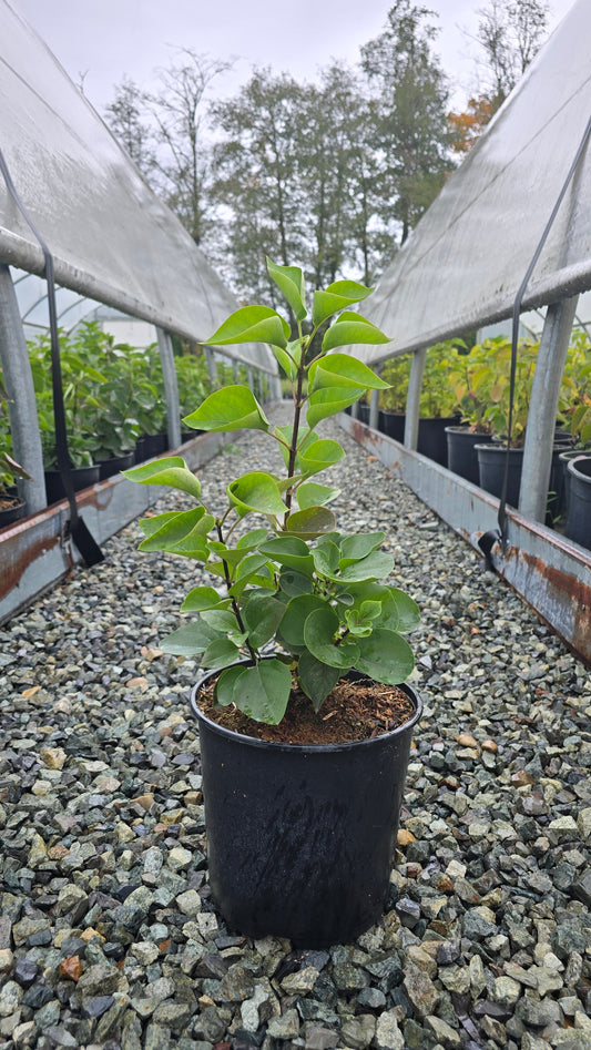 Syringa vulgaris 'President Grevy'
