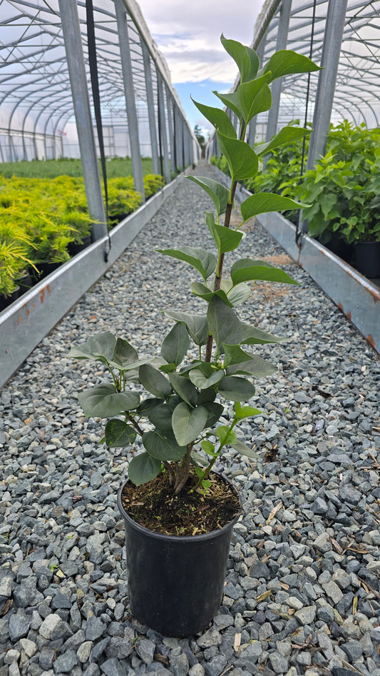 Syringa vulgaris 'Sensation'