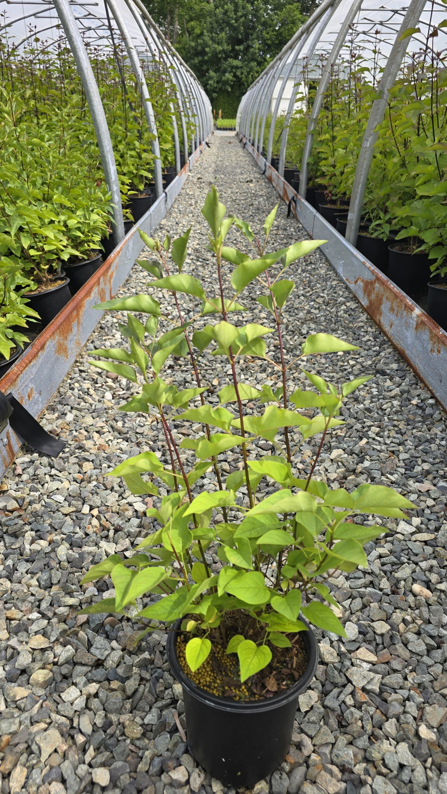 Syringa x hyacinthiflora ‘Sweetheart’