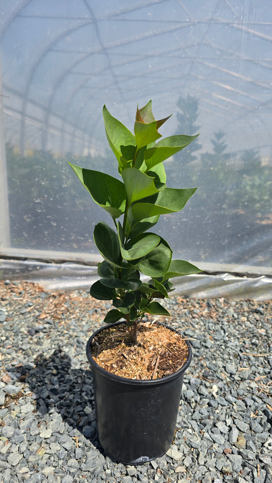 Syringa vulgaris 'Agincourt Beauty'