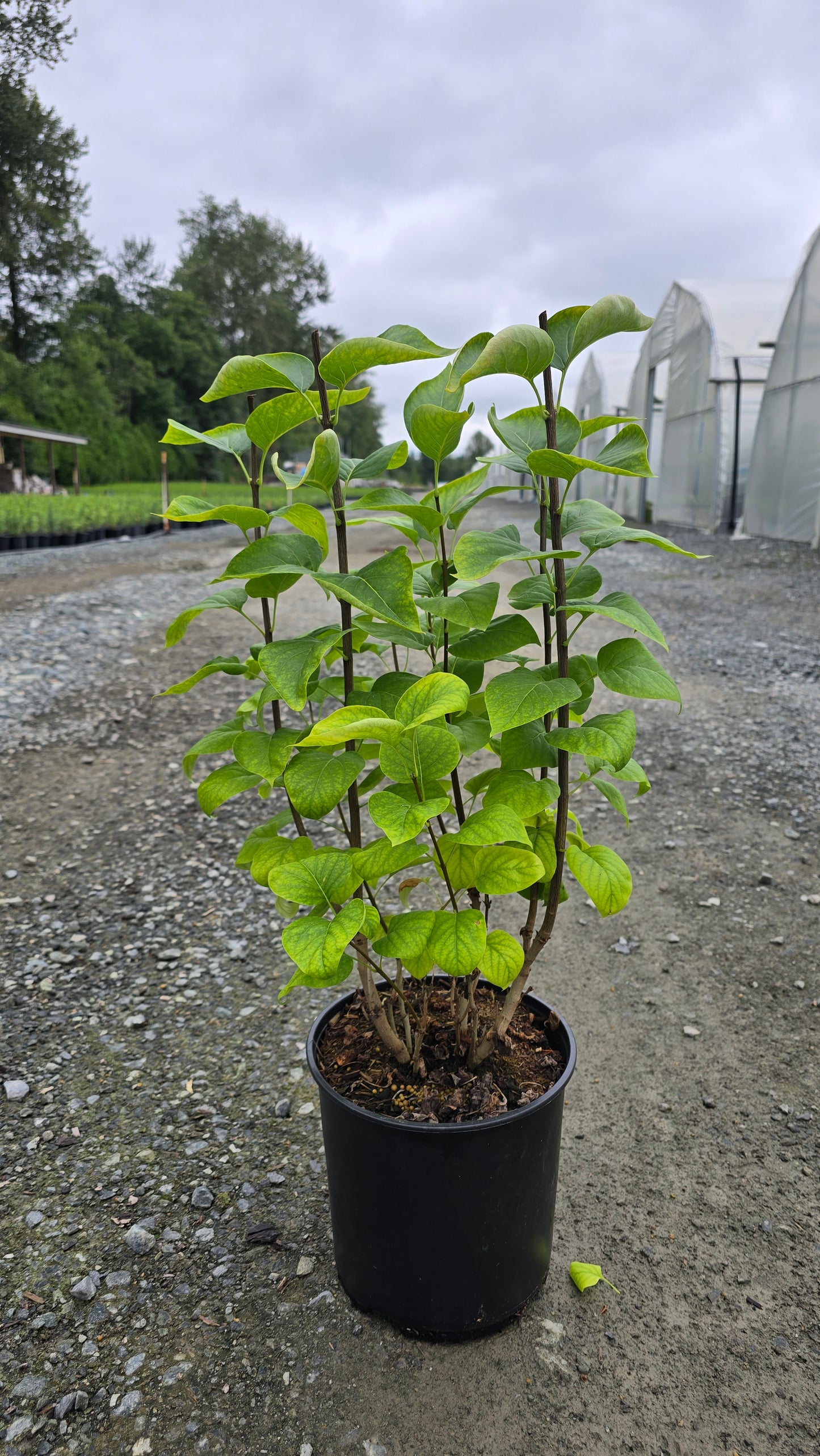 Syringa vulgaris 'Congo'