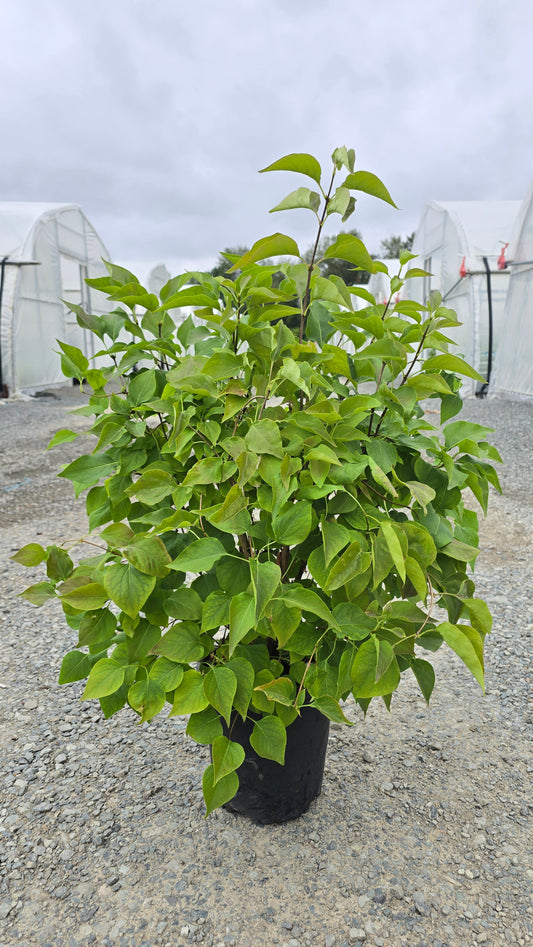 Syringa vulgaris New Age Lavender ('G13099') PP32623*