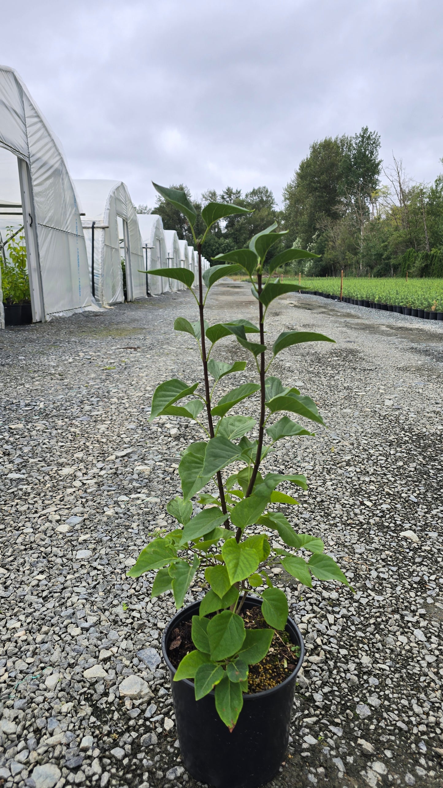 Syringa vulgaris 'Sarah Sands'
