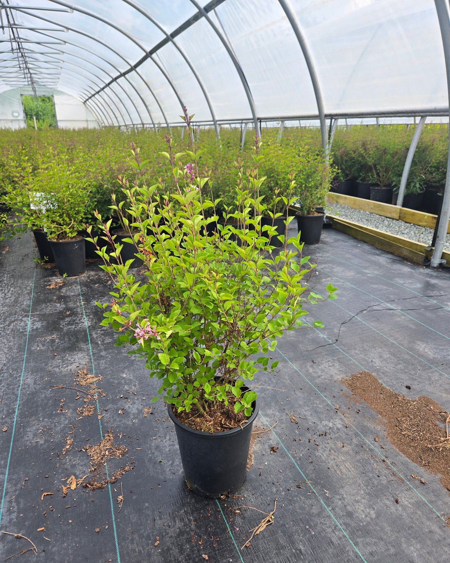 Syringa meyeri Flowerfesta® Purple (‘Anny289’PBR)