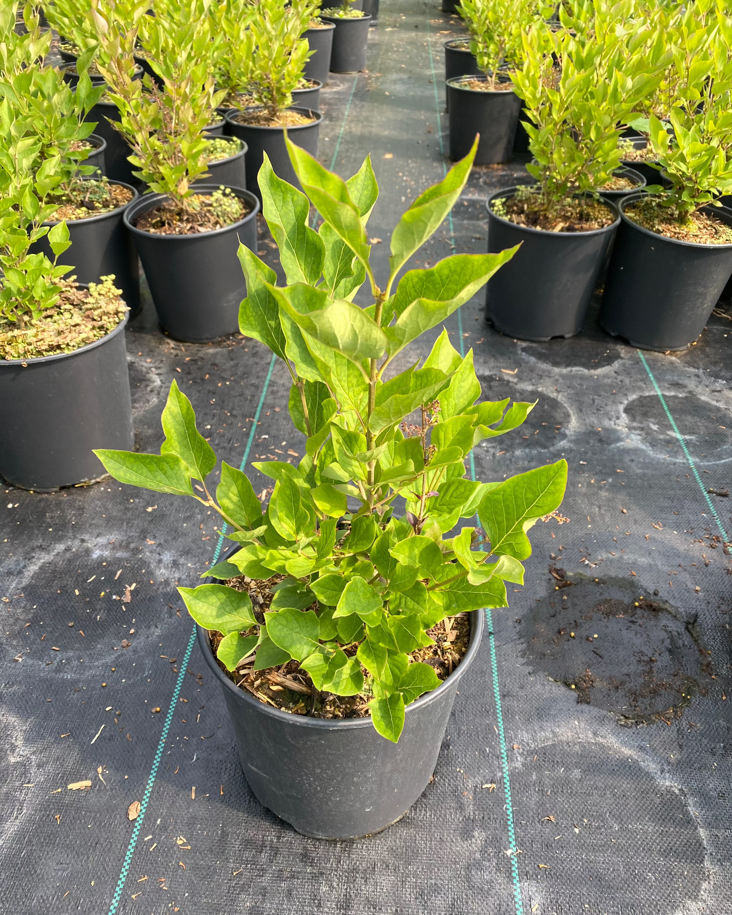 Syringa patula 'Miss Kim' - Miss Kim Lilac