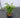 Josee Reblooming Lilac