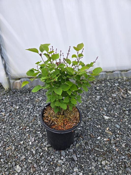 Syringa hybrid 'Josee'