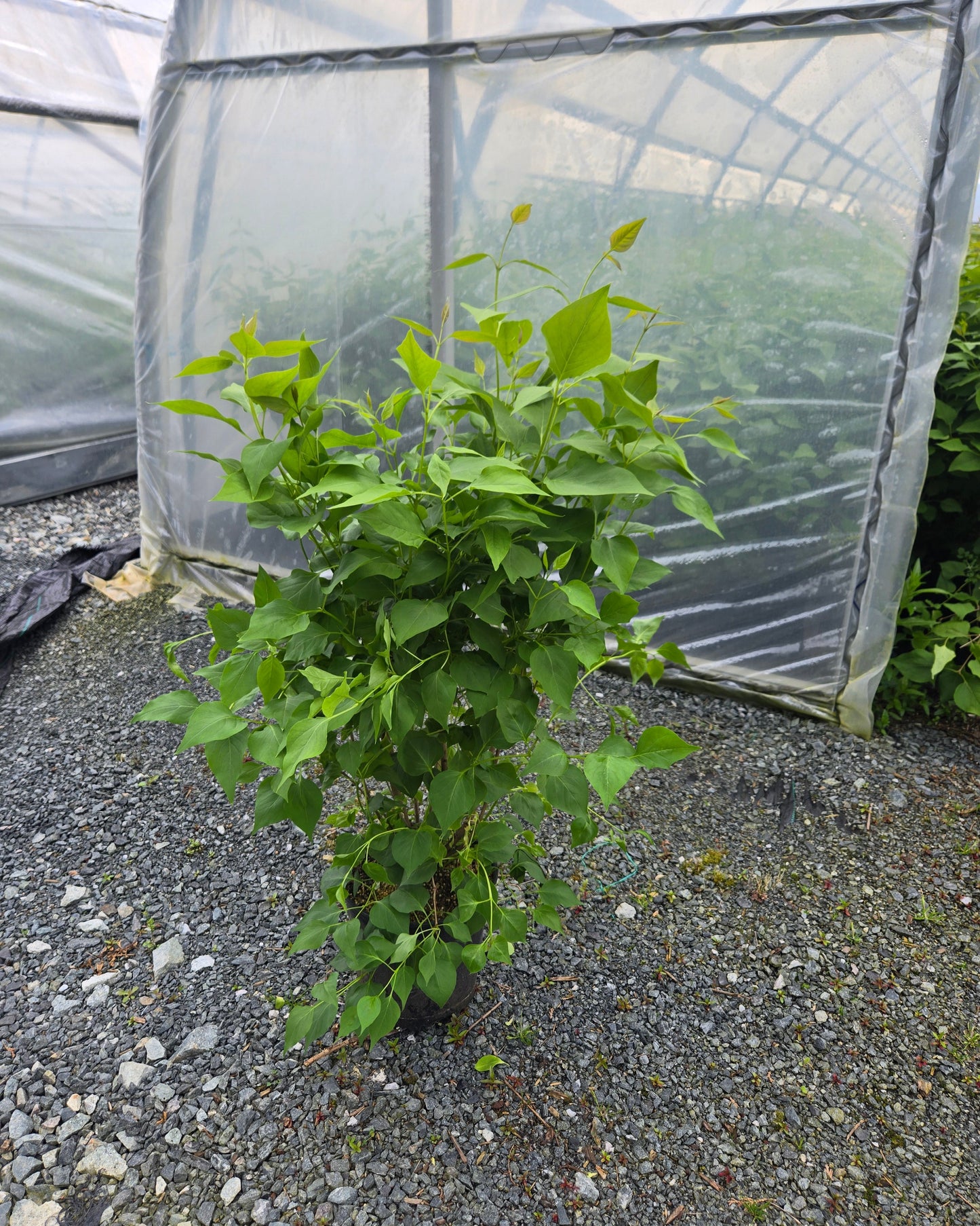 Syringa vulgaris New Age Lavender ('G13099') PP32623*