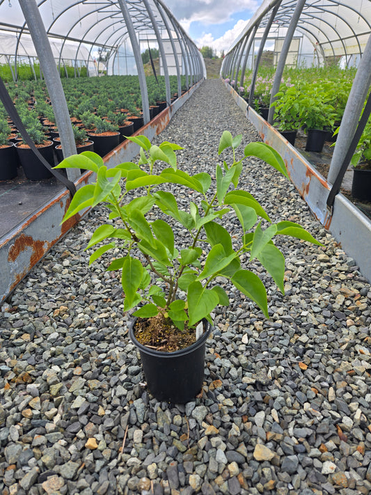Syringa vulgaris 'Bridal Memories’