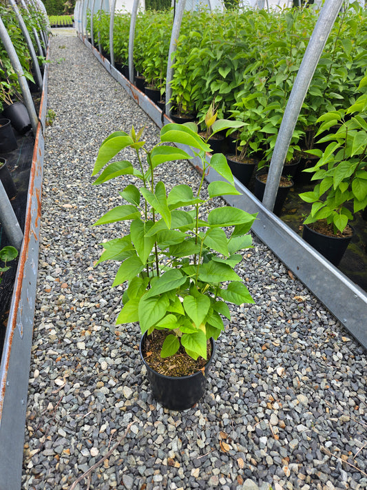 Syringa vulgaris 'Monge'