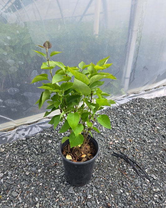 Syringa vulgaris 'Prairie Petite'