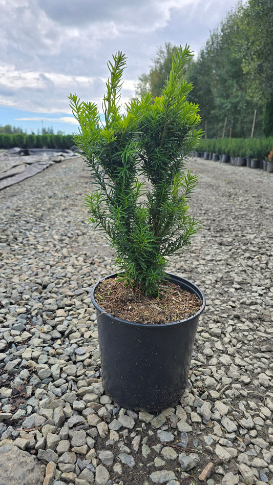 Taxus media 'Densiformis'