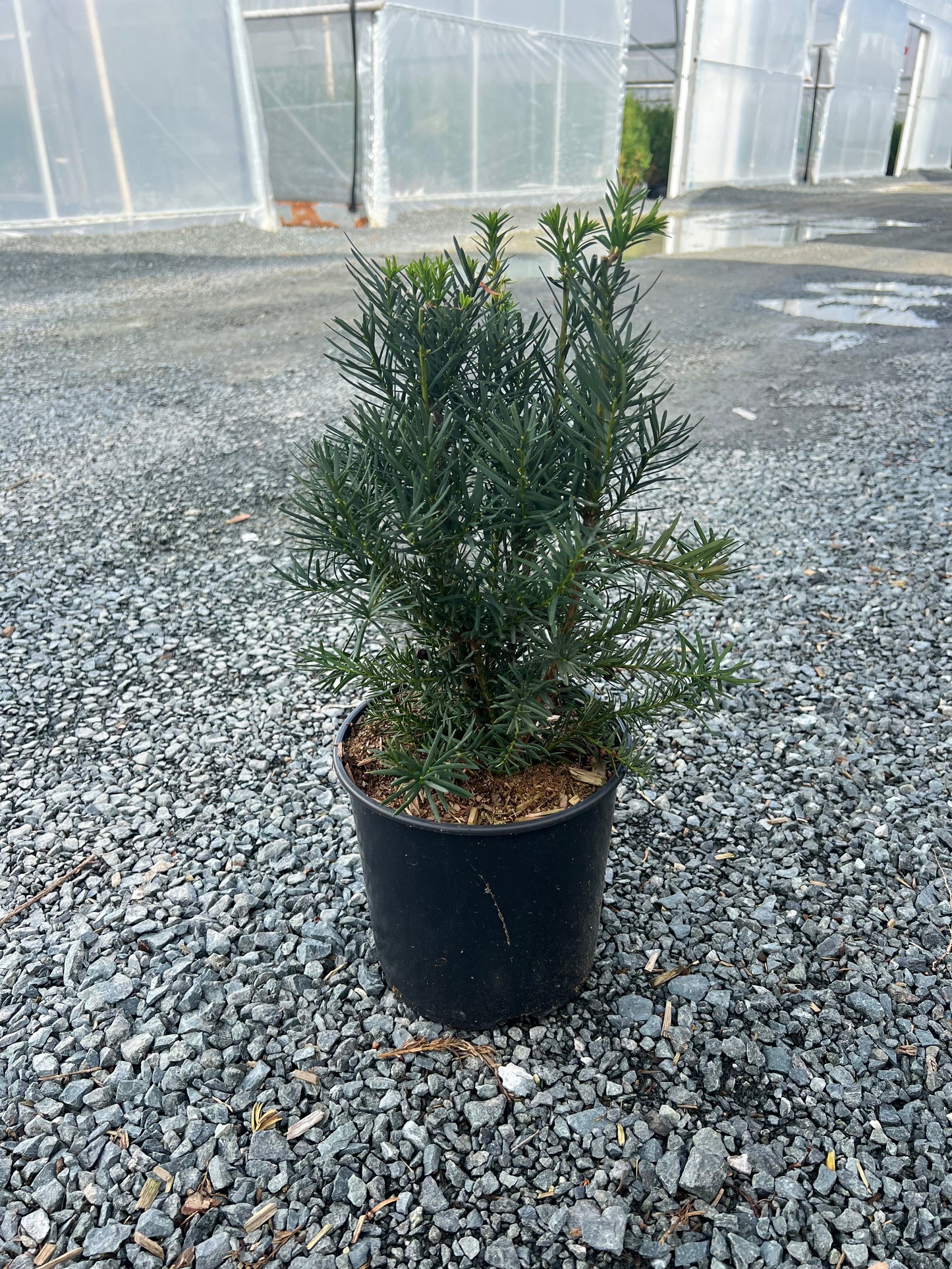 Taxus media 'Hicksii'