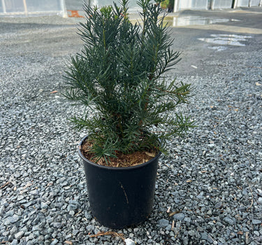 Hicksii Yew
