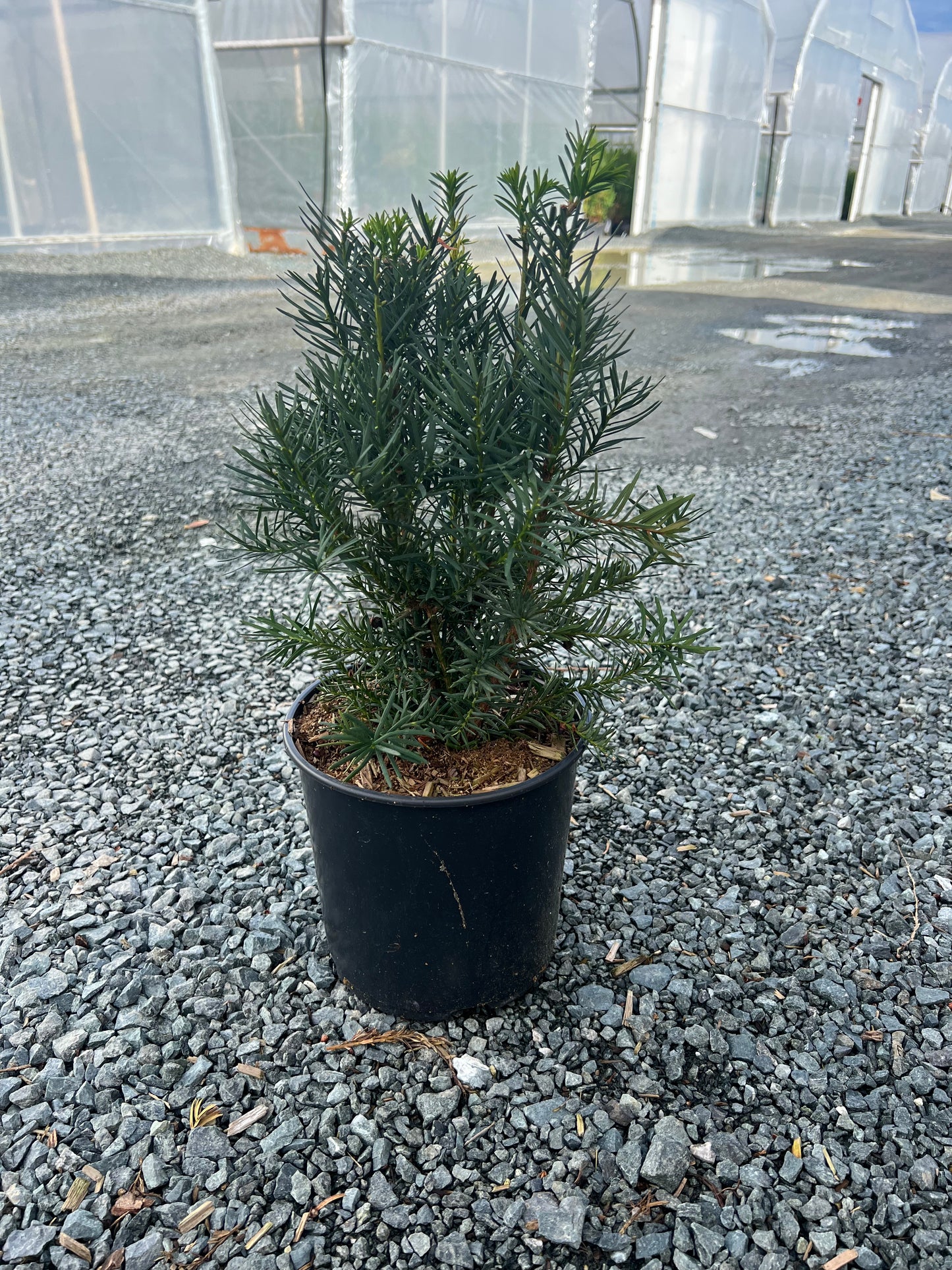 Taxus media 'Hicksii'