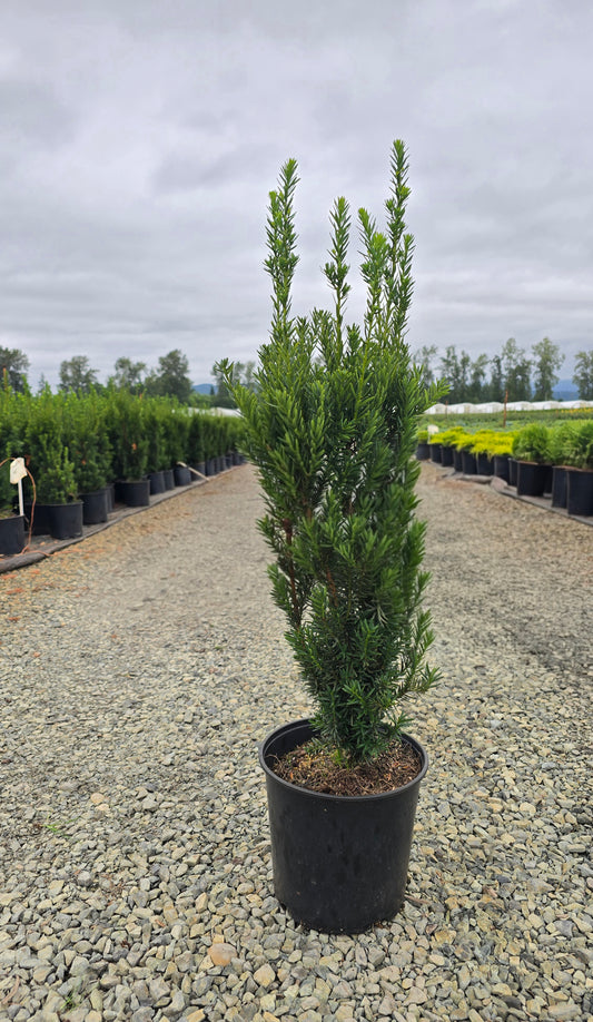 Taxus media 'Hilli'