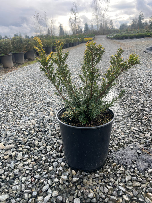 Taxus cuspidata 'Morden'