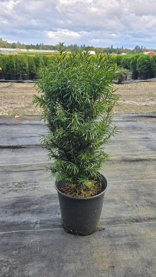 Taxus media 'Rising Star'