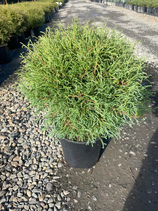 Thuja occidentalis 'Mr. Bowling Ball'
