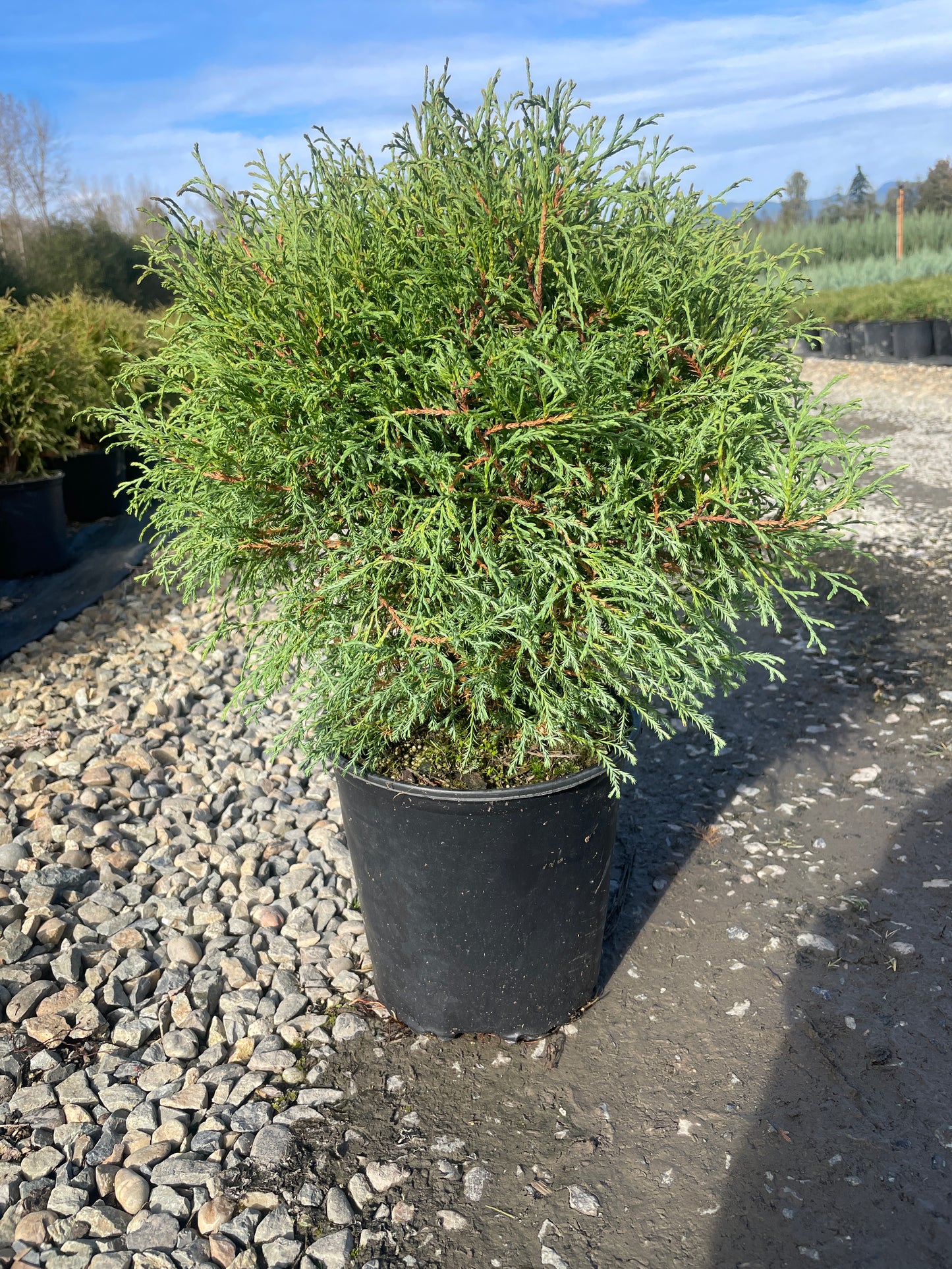 Thuja occidentalis 'Mr. Bowling Ball'