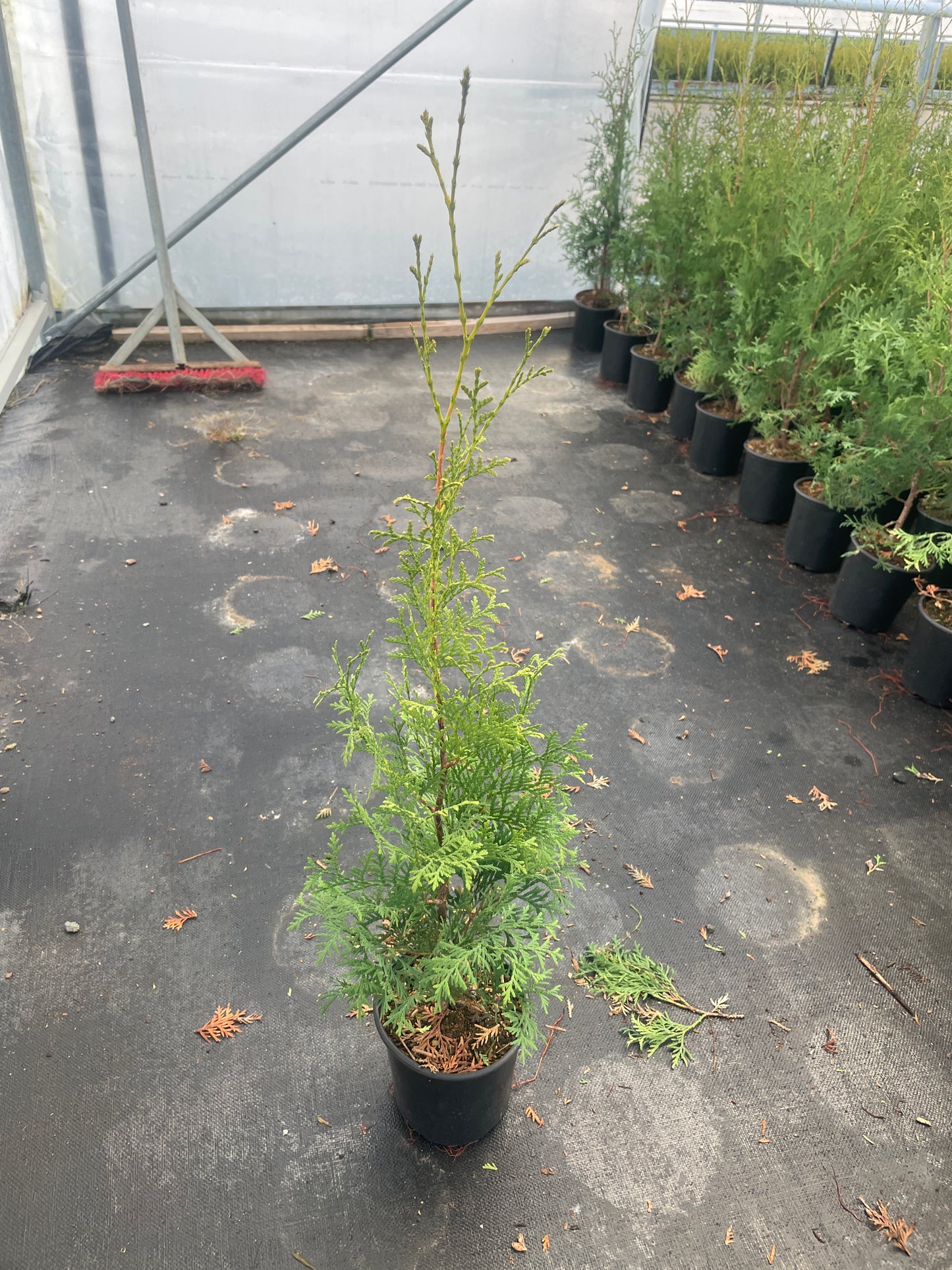Thuja occidentalis 'Brandon'