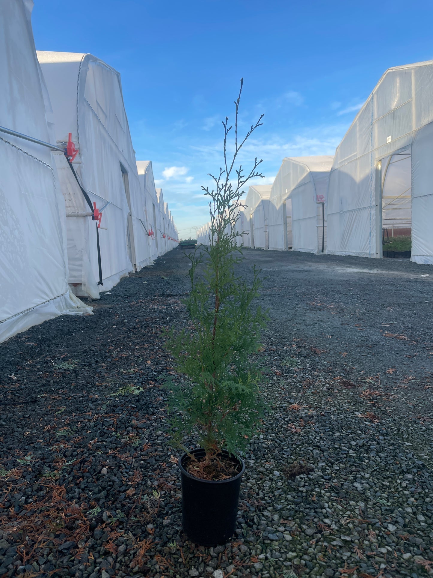 Thuja occidentalis 'Brandon'