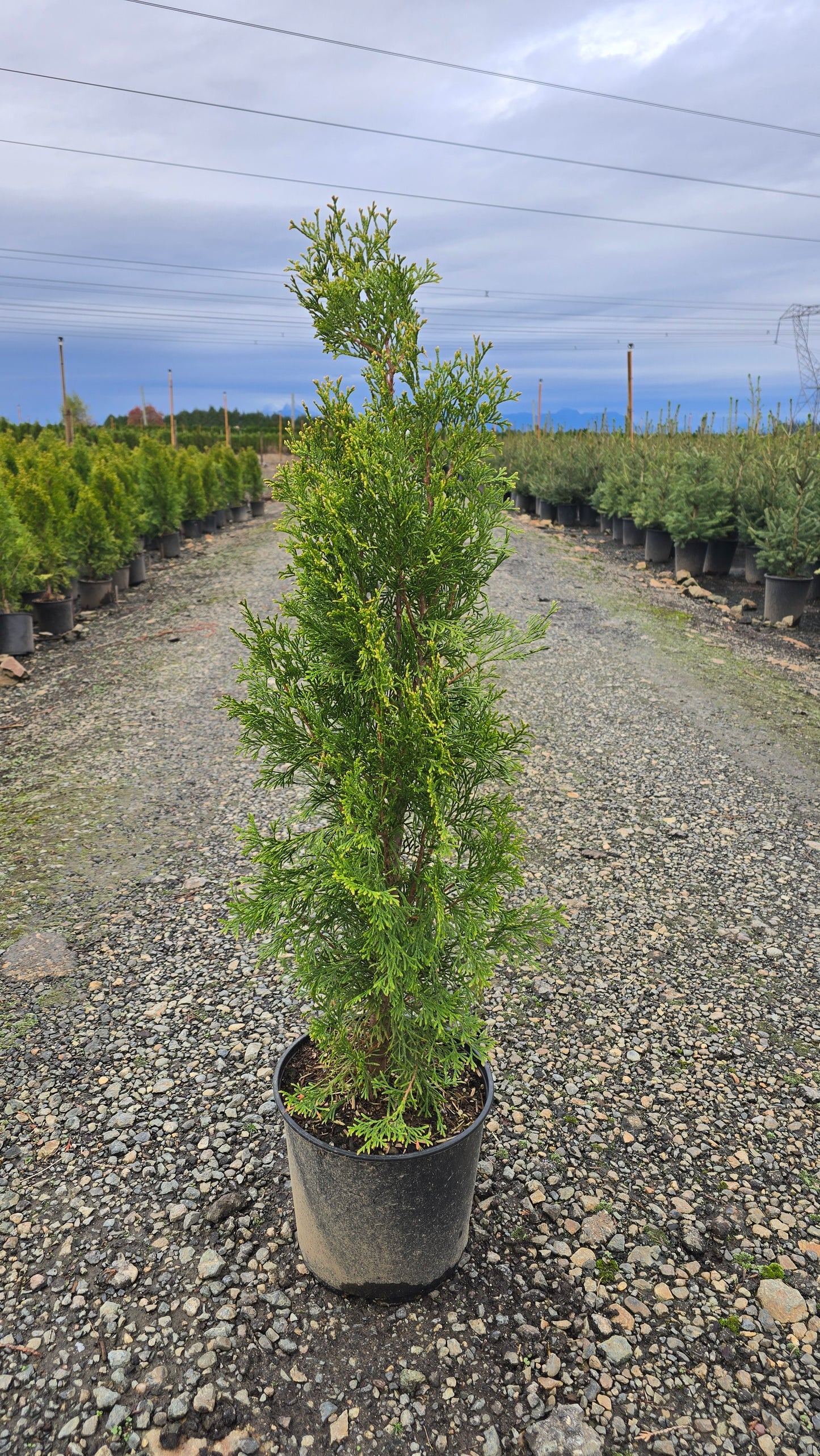 Thuja occidentalis 'Bright Smaragd'