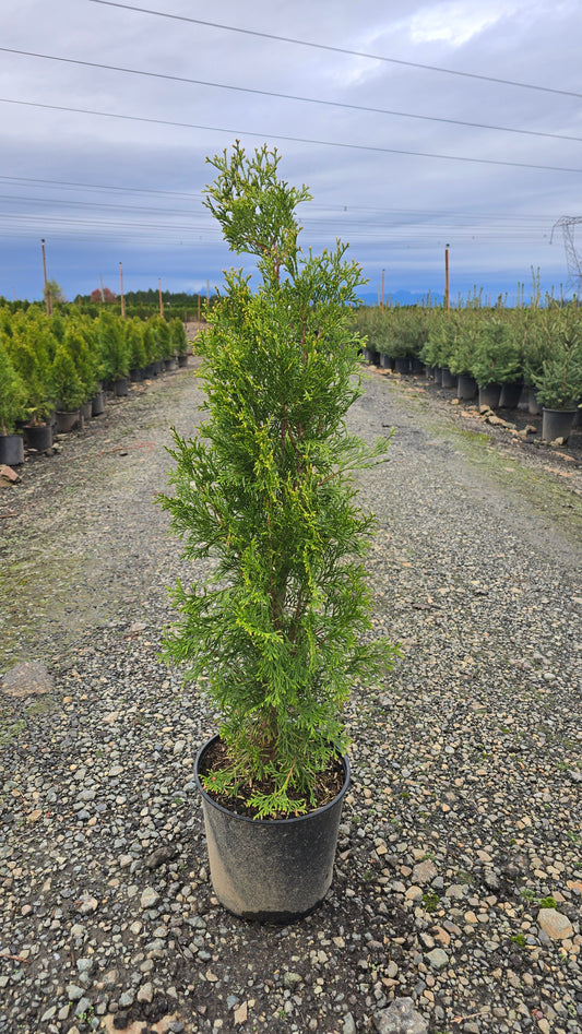 Thuja occidentalis 'Bright Smaragd'