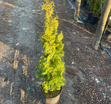 DeGroot's Spire Arborvitae