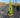 DeGroot's Spire Arborvitae