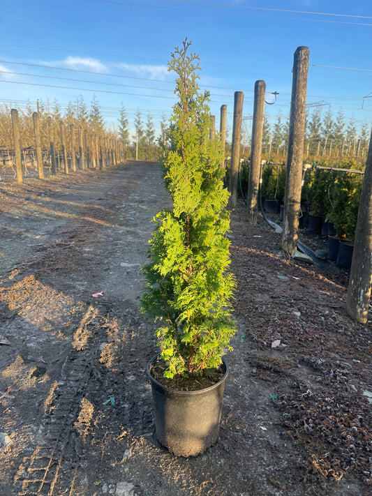 Thuja occidentalis 'DeGroot's Spire'