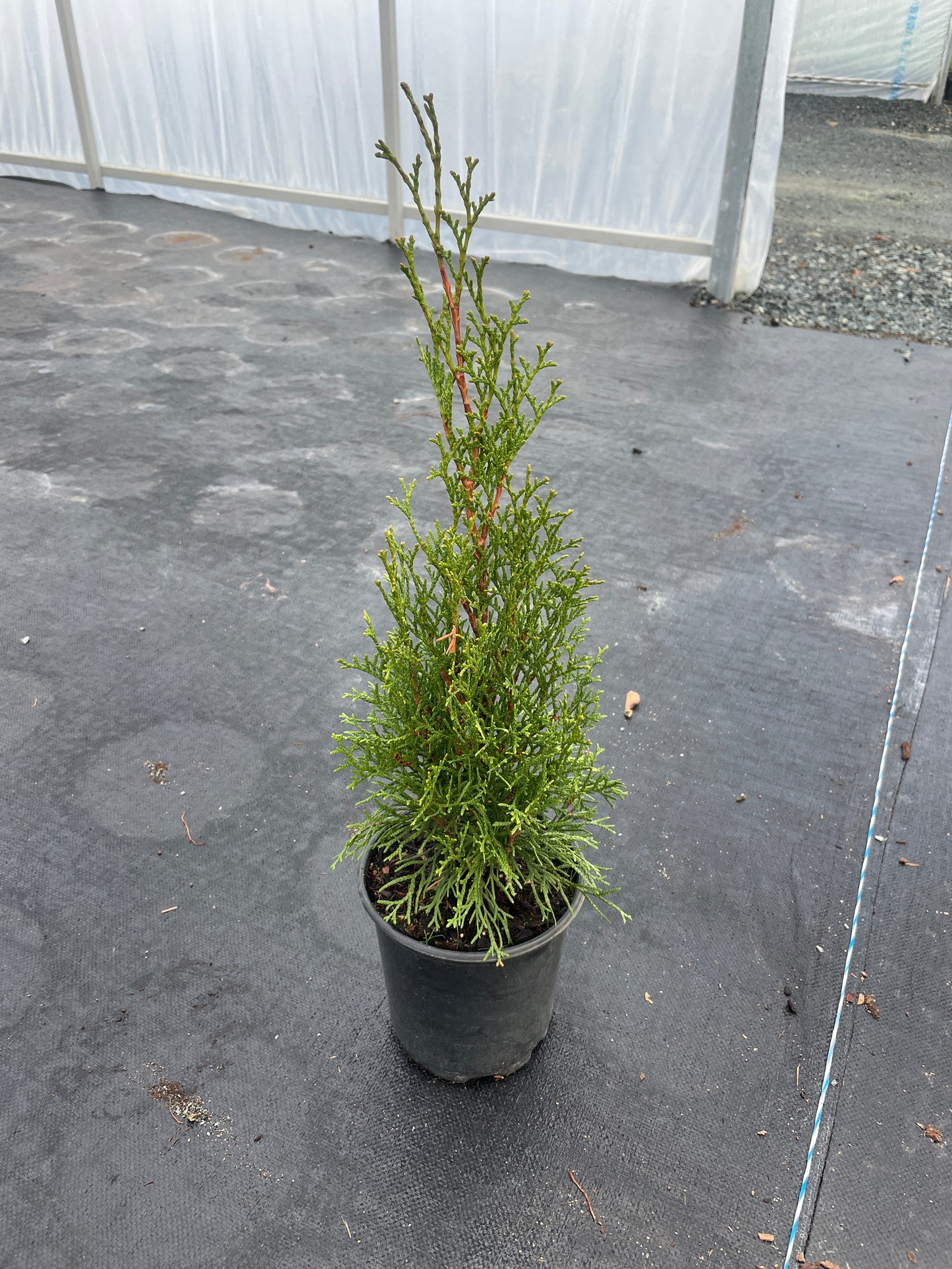 Thuja occidentalis 'Emerald Squeeze' (Emerald Squeeze Arborvitae)