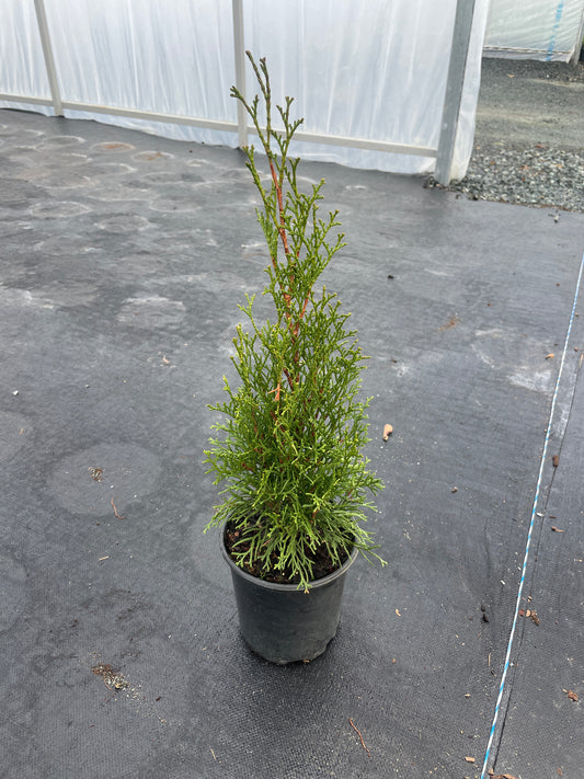 Thuja occidentalis 'Emerald Squeeze' (Emerald Squeeze Arborvitae)