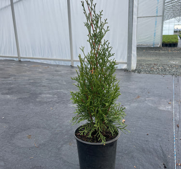Emerald Squeeze Arborvitae