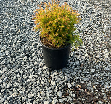 Fire Chief Arborvitae