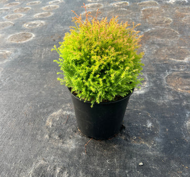 Fire Chief Arborvitae