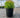Fire Chief Arborvitae