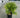 Golden Globe Arborvitae