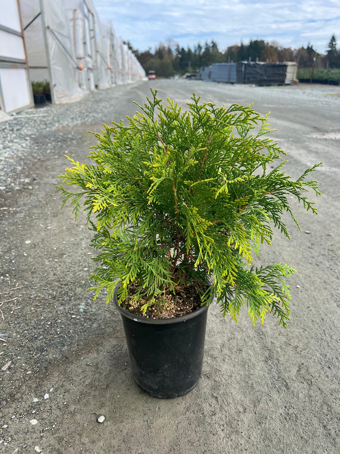 Thuja occidentalis 'Golden Globe'