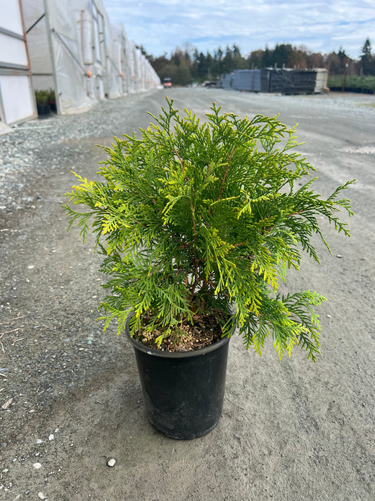 Thuja occidentalis 'Golden Globe'