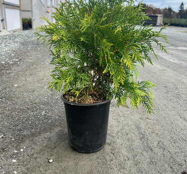 Golden Globe Arborvitae