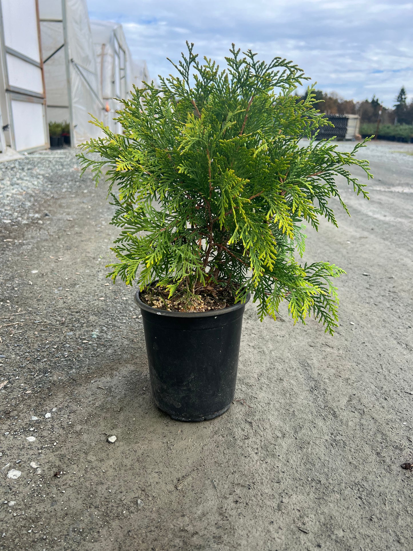 Thuja occidentalis 'Golden Globe'