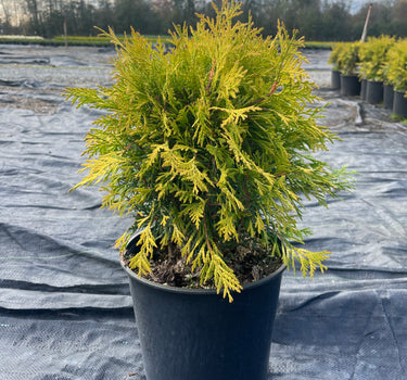Golden Globe Arborvitae