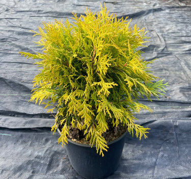 Golden Globe Arborvitae
