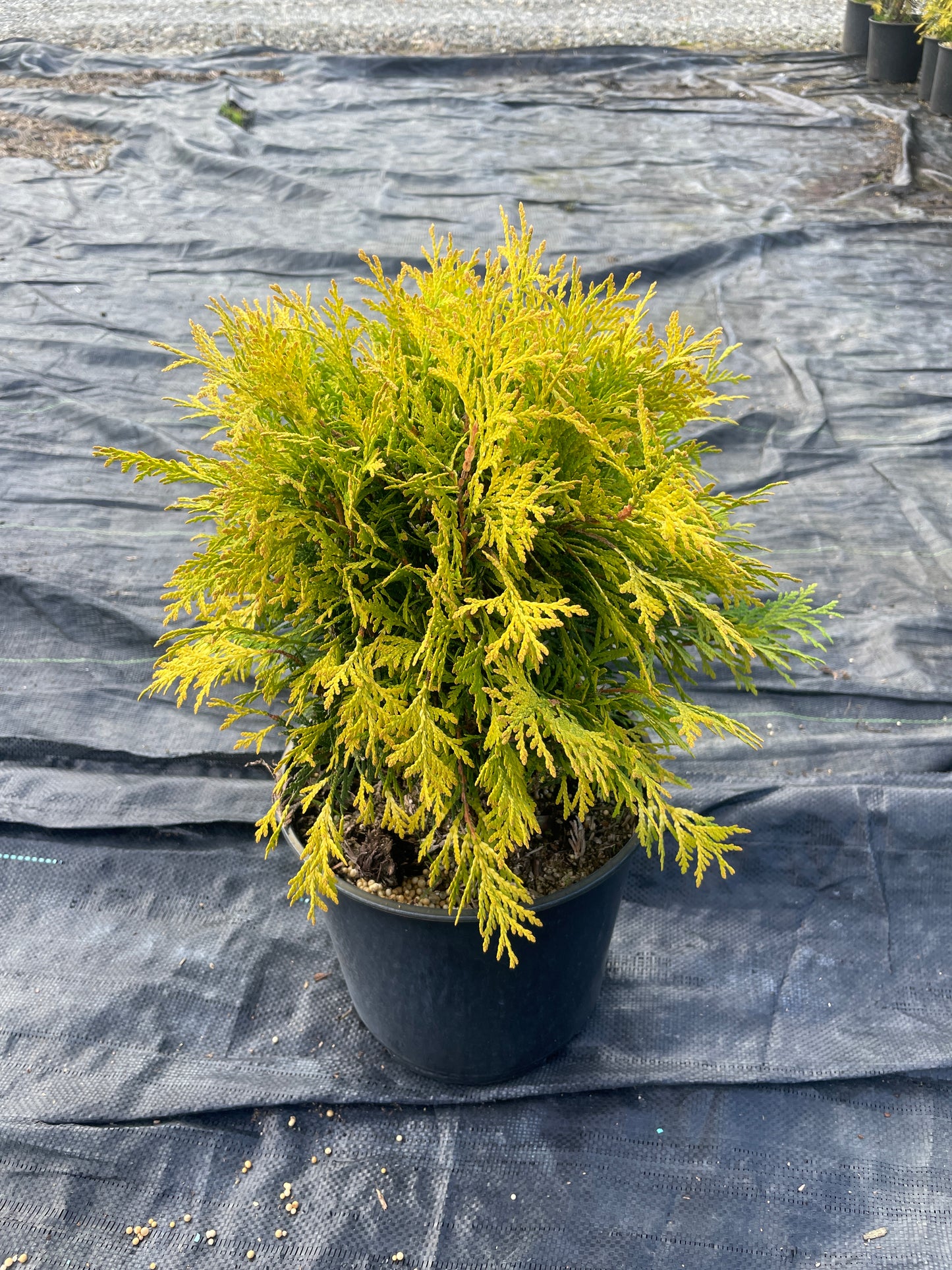 Thuja occidentalis 'Golden Globe'