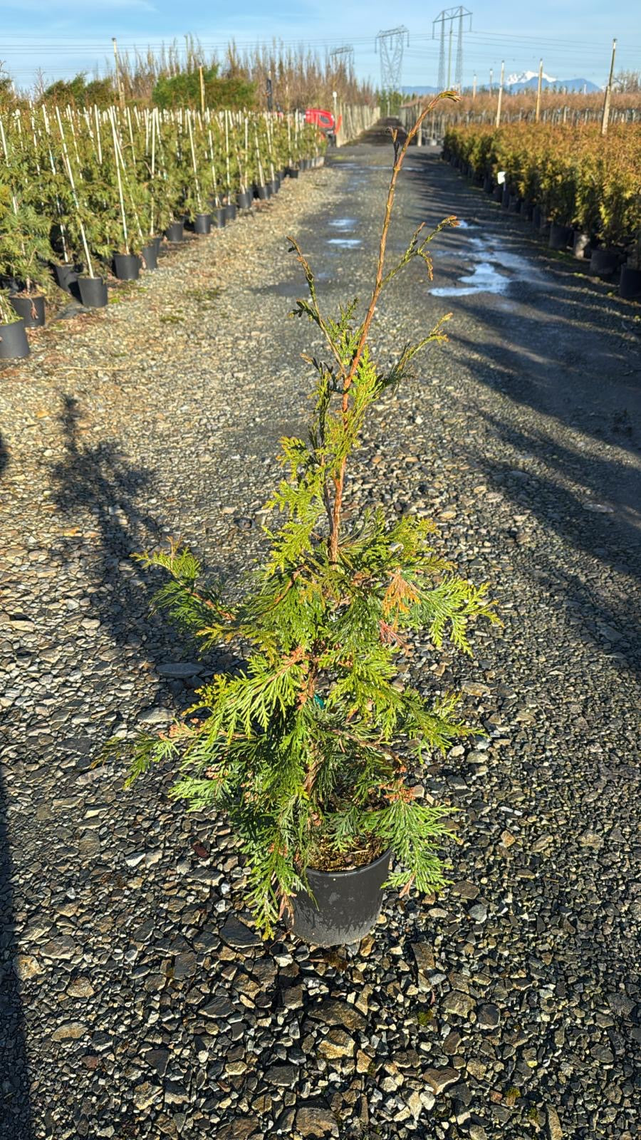 Thuja Plicata 'Green Giant'