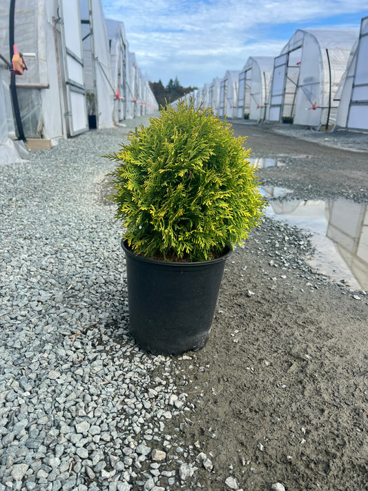 Thuja Occidentalis 'Harvest Moon'