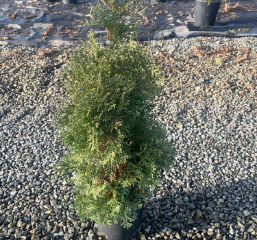 Holmstrup Arborvitae