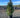 Holmstrup Arborvitae