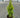 Highlights Gold Arborvitae